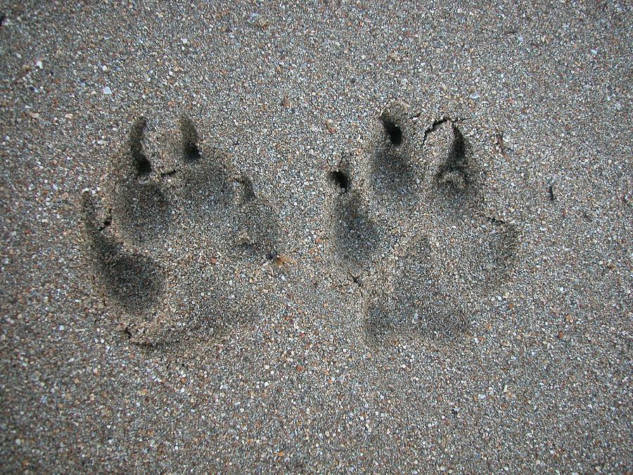Tracks Of Dog In Sand Photograph by Na