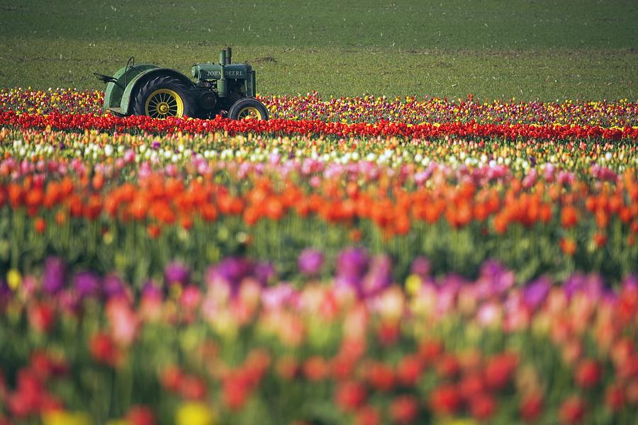 Flower Photograph - Tractor In Tulip Field by Craig Tuttle