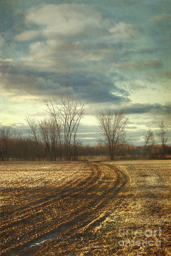 Tractor mud path on pasture land Photograph by Sandra Cunningham