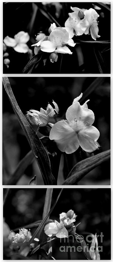 Tradescantia Triptych Photograph by Tatyana Searcy