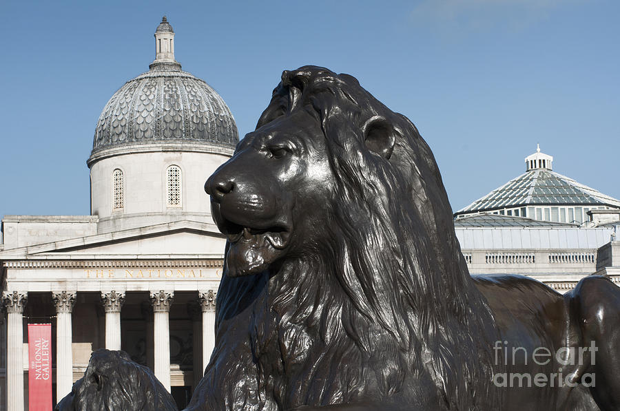 Trafalgar Square Lion Photograph by Andrew  Michael