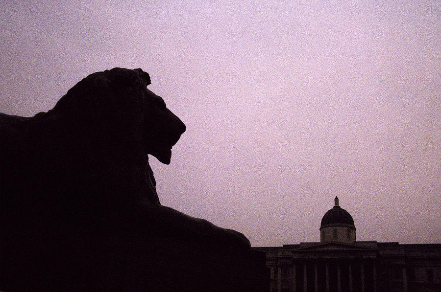 Lion Of London Photograph by Shaun Higson