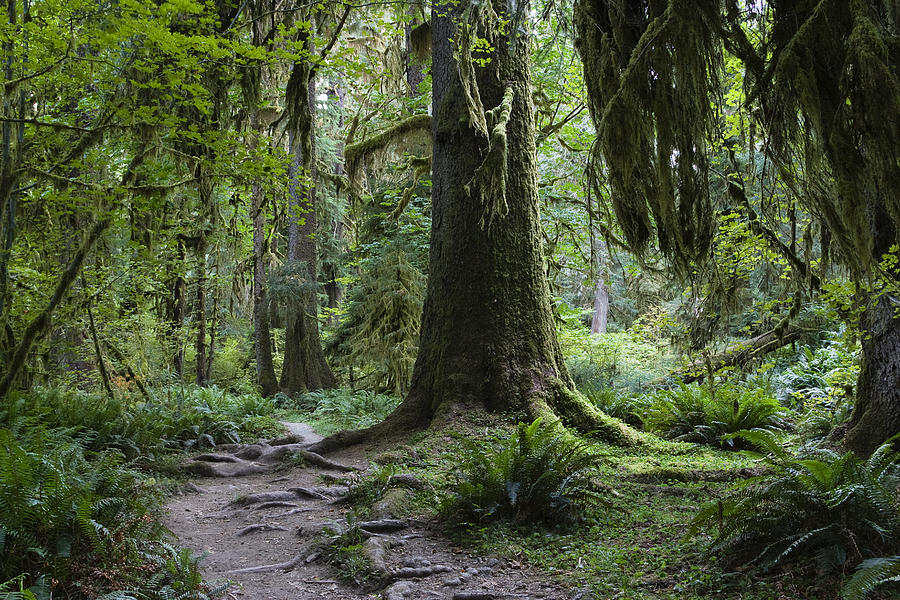 Trail In Forest, Hoh Rainforest Photograph by Konrad Wothe