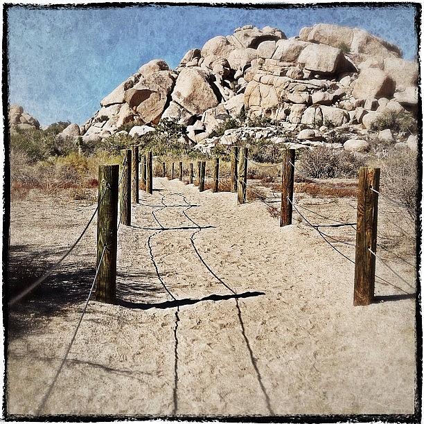 Nature Photograph - Trail Into The Desert At Joshua Tree by Polly Rhodes