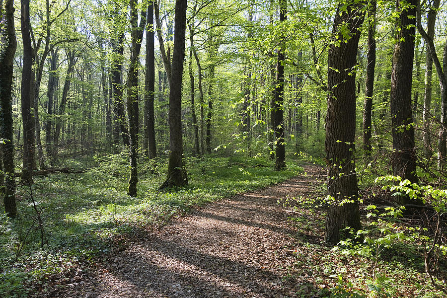 Trail Through Spring Forest Bavaria Photograph by Konrad Wothe