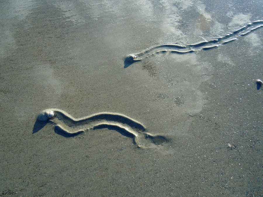 Trails of Sealife Photograph by Nancy Griswold