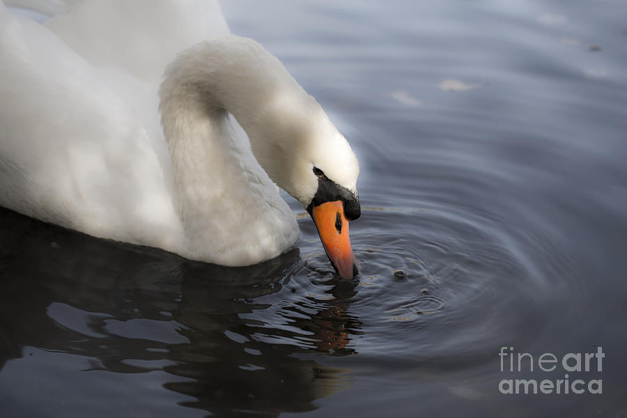 Swan Photograph - Tranquil by Leslie Leda