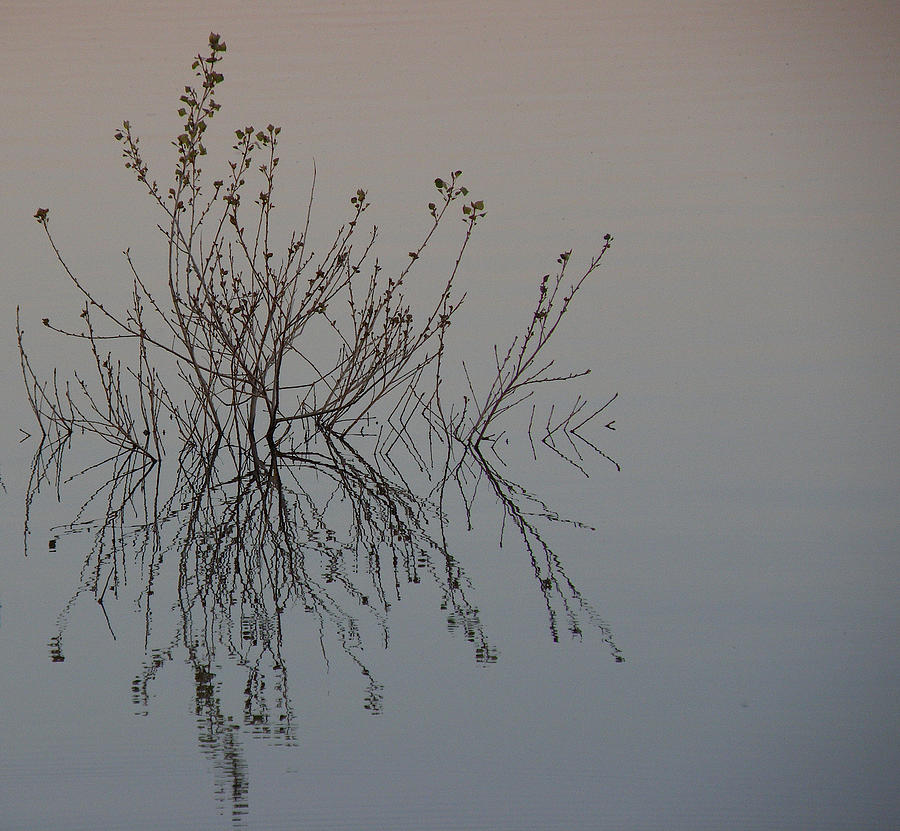 Twigs Photograph - Tranquil Twigs by FeVa  Fotos