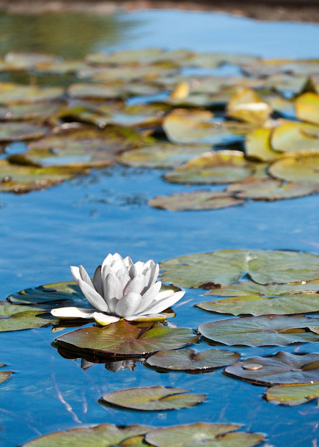 Lily Photograph - Tranquility by Ben Fowler