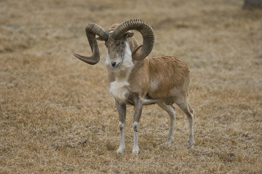 Transcaspian Urial Ovis Vignei Arkal Photograph by Joel Sartore