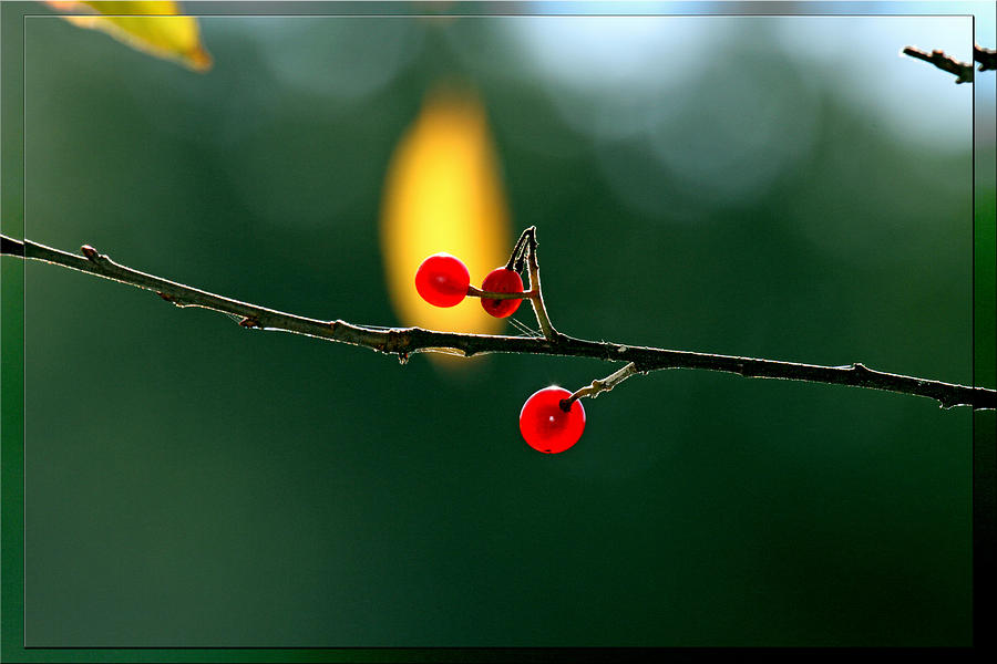 Berry Photograph - Translucent Berries by Marie Jamieson