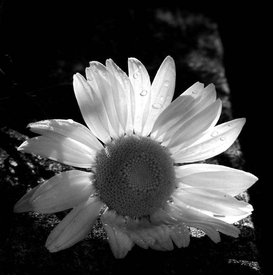 Translucent Daisy Photograph by Cindy Haggerty