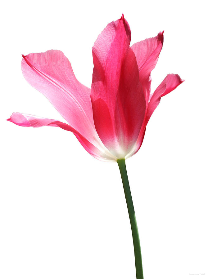 Translucent Pink Tulip Flower  Photograph by Jennie Marie Schell