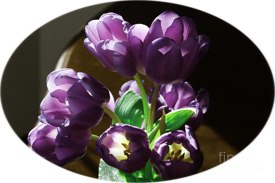 Translucent Purple Petals Photograph by Donna L Munro