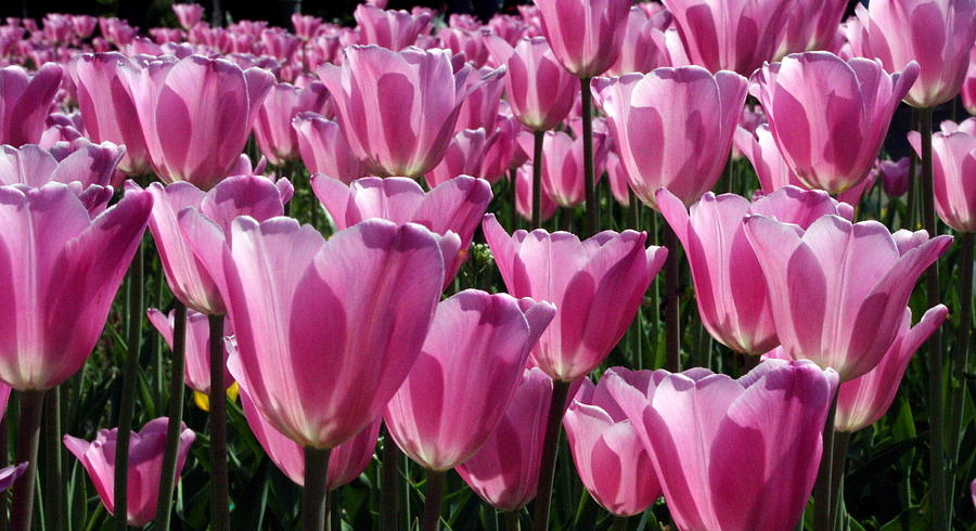 A Field of Translucent Tulips Photograph by Laurel Talabere - Fine Art ...