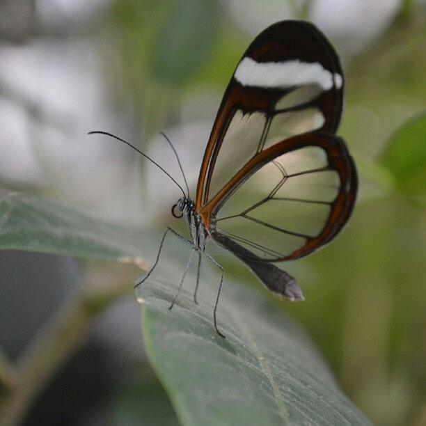Butterfly Photograph - Transparent by Austin Engel