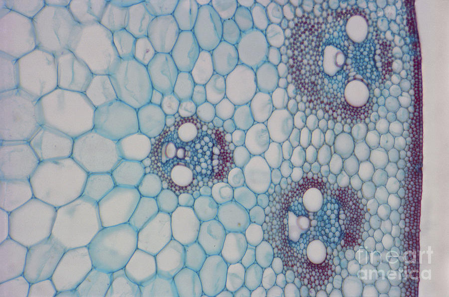 Transverse Section Of Corn Stem Photograph by M. I. Walker