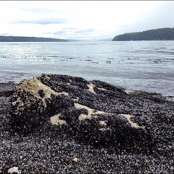 Tacoma Photograph - Trapped In A Sea Of Barnacles by Brandon Erickson