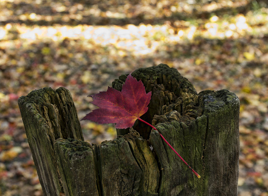 Fall Photograph - Trapped Maple Leaf by Peter Chilelli