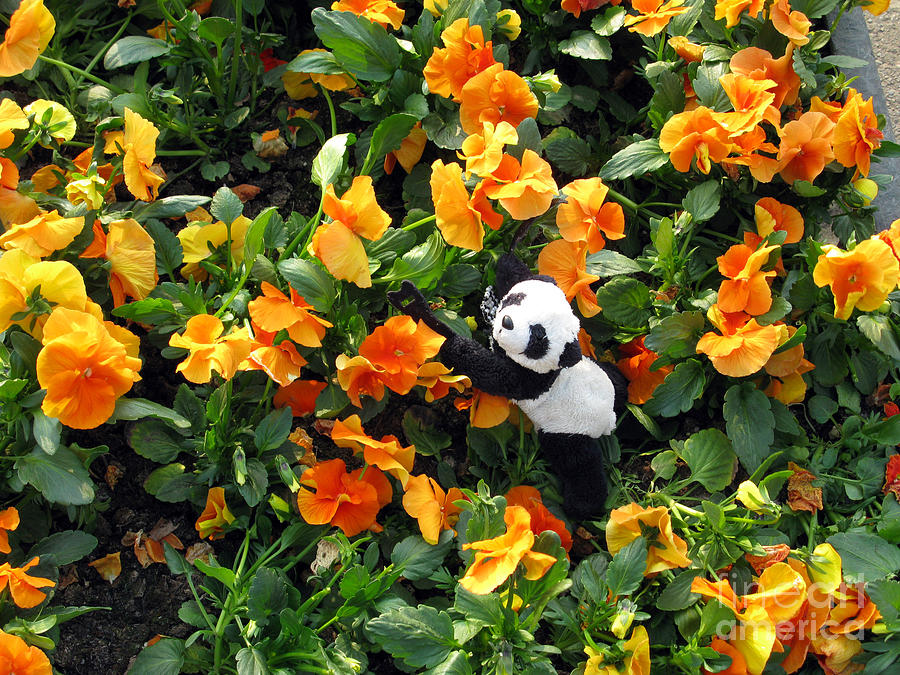 Spring Photograph - Traveling Pandas. Ginny in the Orange Sea of Pansies. by Ausra Huntington nee Paulauskaite