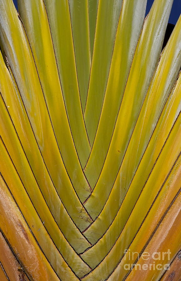 Travellers Palm Detail Photograph by Sean Griffin