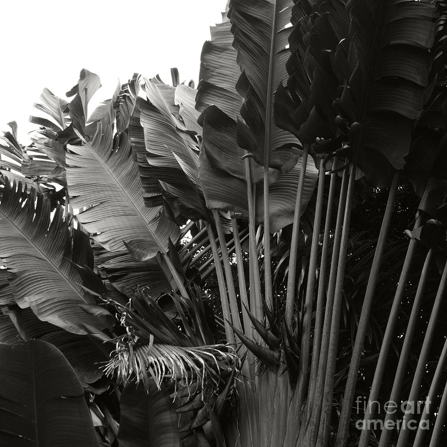 Travellers Palm Ravenala madagascariensis Photograph by Sharon Mau