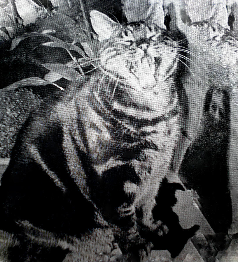 Travelling CAT Dimitri Laughing all day  Photograph by Colette V Hera Guggenheim