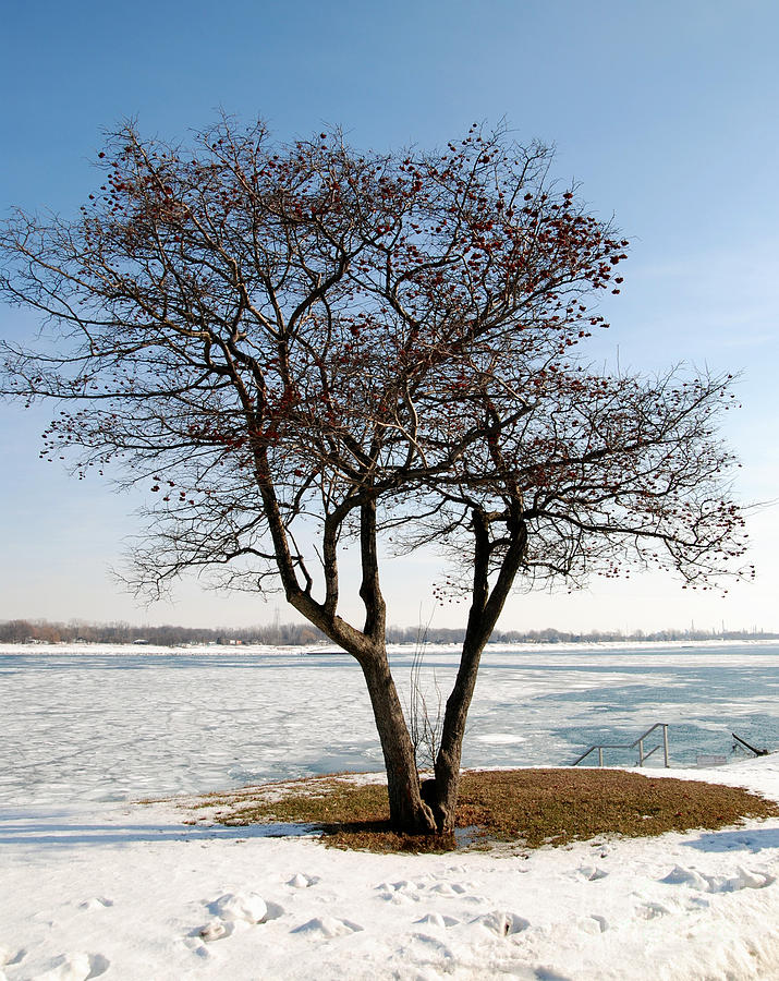 Tree along the St Clair River Photograph by Ronald Grogan