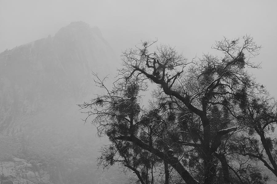 Yosemite National Park Photograph - Tree And A Mountain In The Fog In by Robert Brown