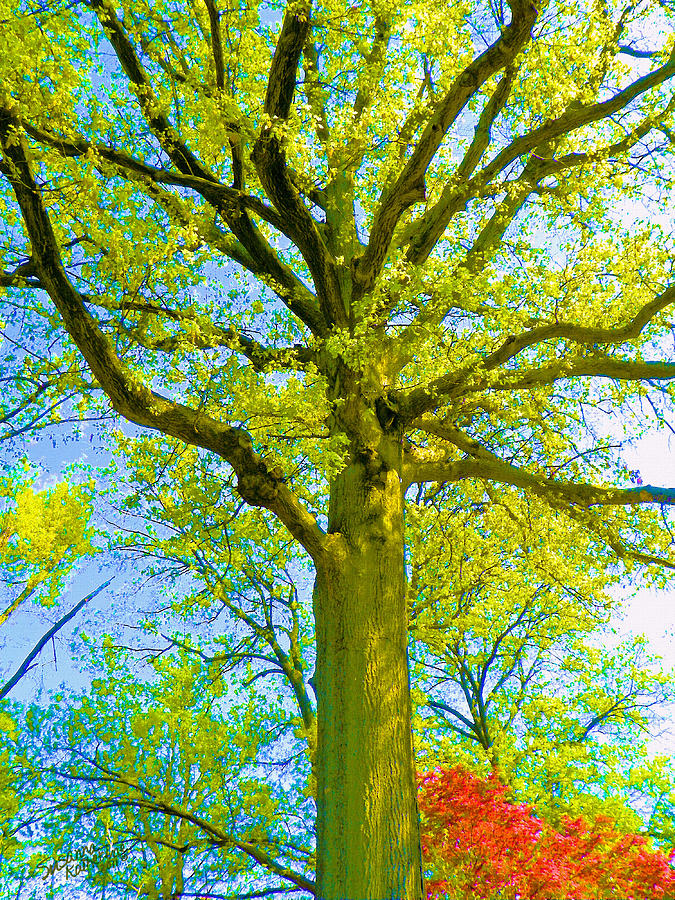 Tree And Azalea Bushes  Painting by Susanna Katherine