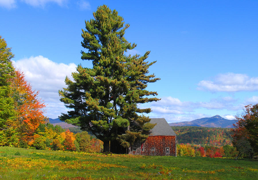 Tree and Barn Autumn Photograph by Larry Landolfi