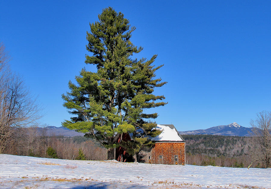 Tree and Barn Winter Photograph by Larry Landolfi