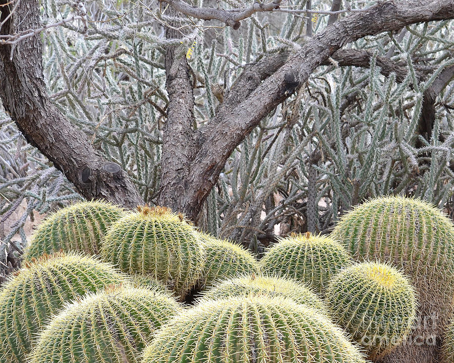 Tree and Barrel Cactus Photograph by Rebecca Margraf