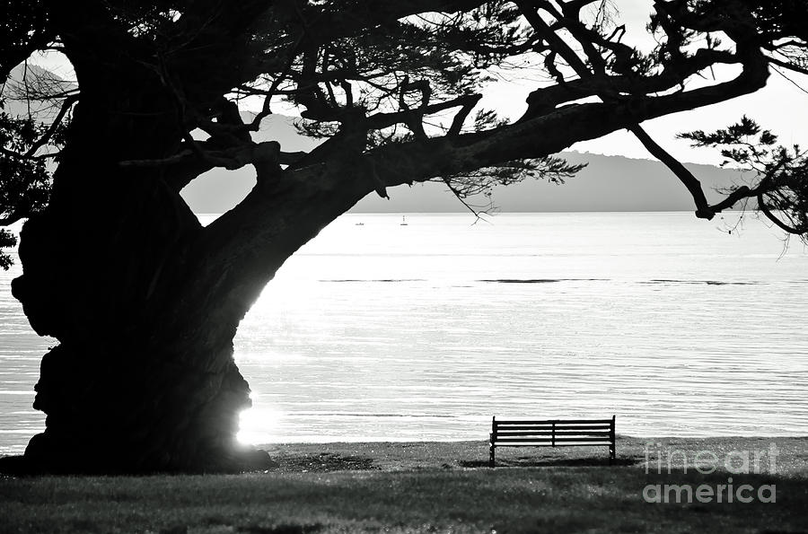 Tree and Bench Photograph by Yurix Sardinelly