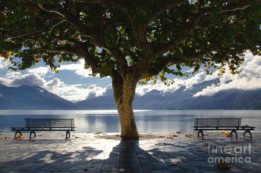 Mountain Photograph - Tree and benches by Mats Silvan