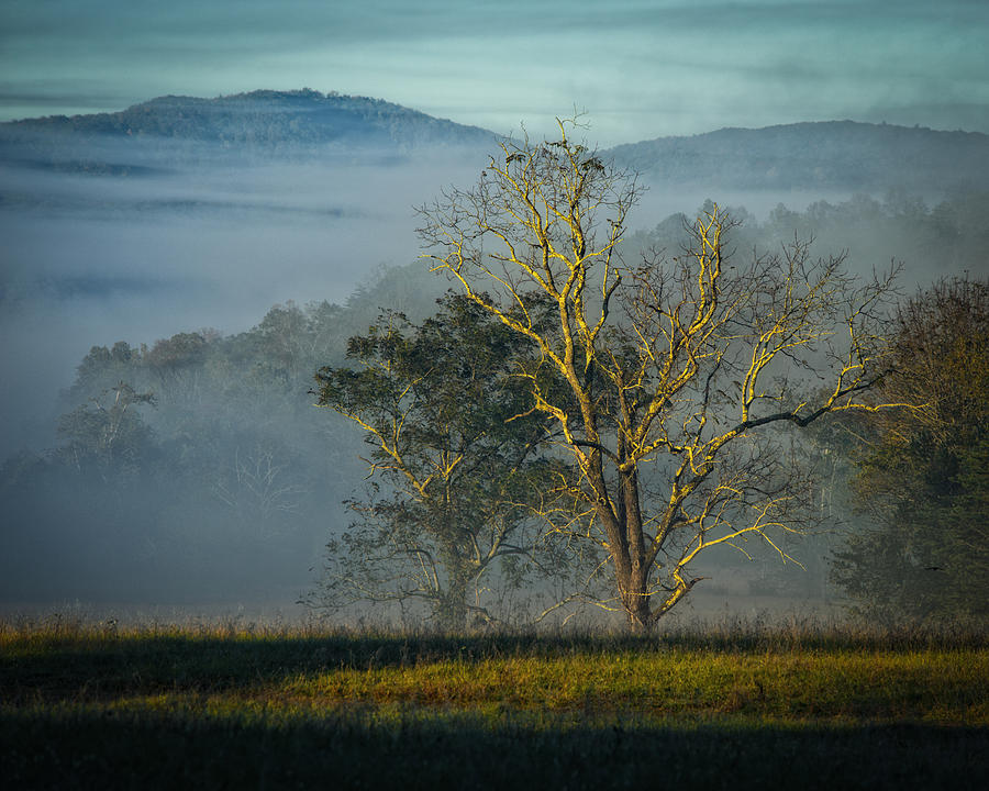 Cades Cove Photograph - Tree and Light by Charlie Choc