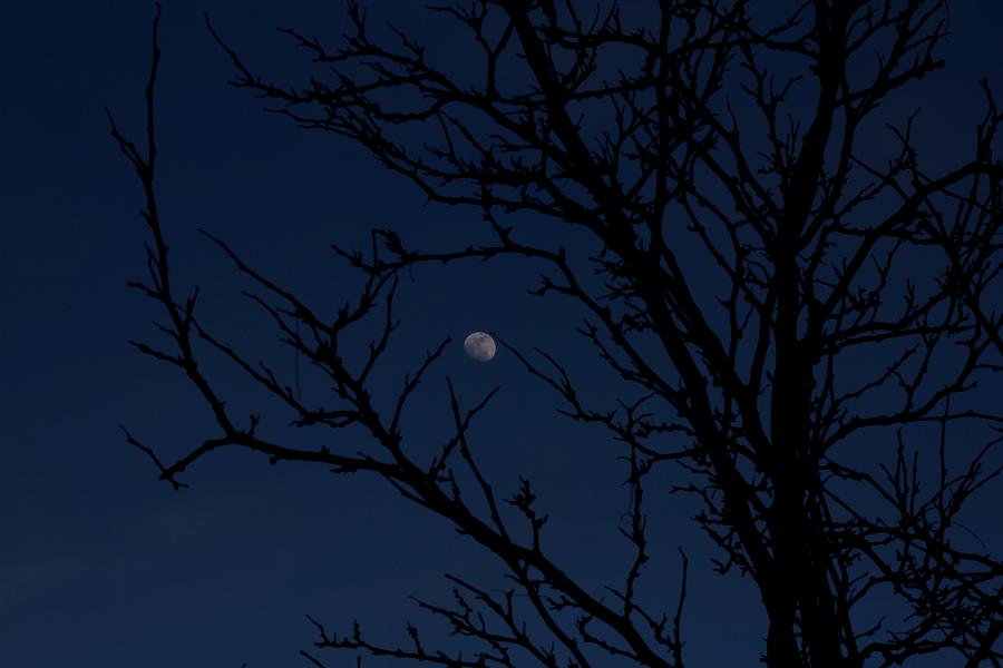 Tree and Moon at Dusk Photograph by Robert Morin