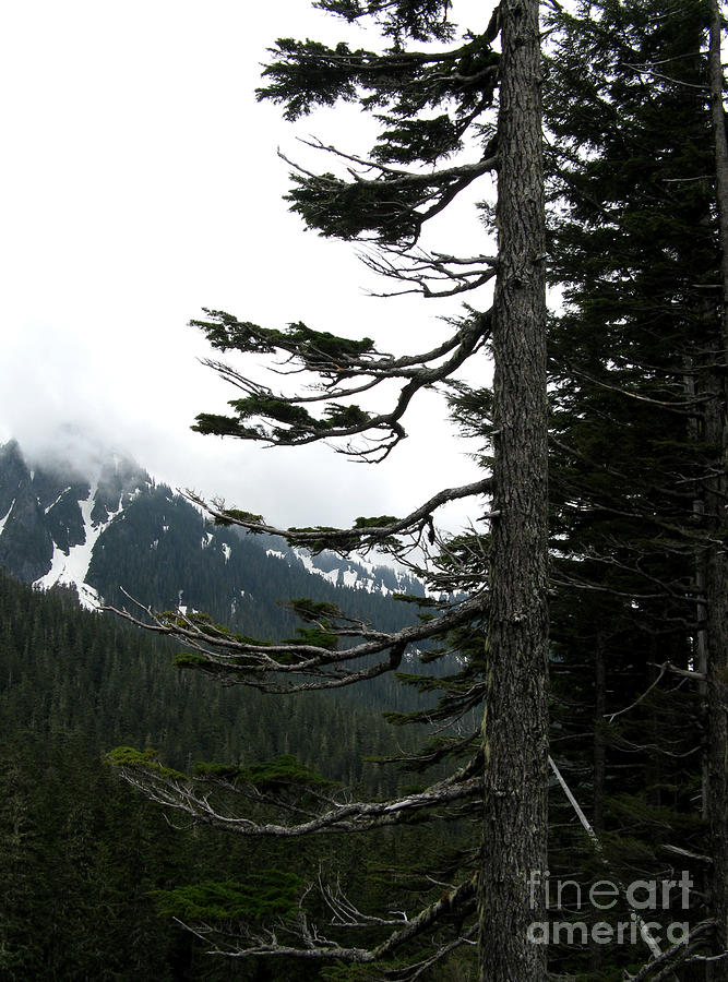 Tree and Mount Rainier Photograph by Patricia Januszkiewicz