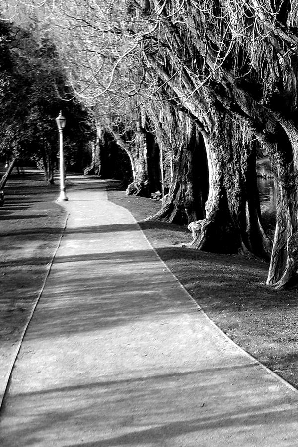 Tree and Pathway 2 of 6 Photograph by Roseanne Jones