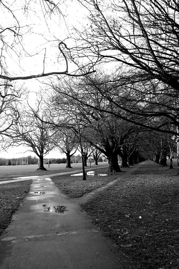 Tree and Pathway 4 of 6 Photograph by Roseanne Jones
