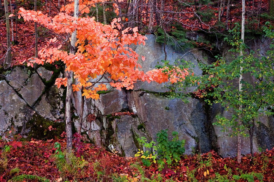 Tree and Rock Photograph by Tom Singleton