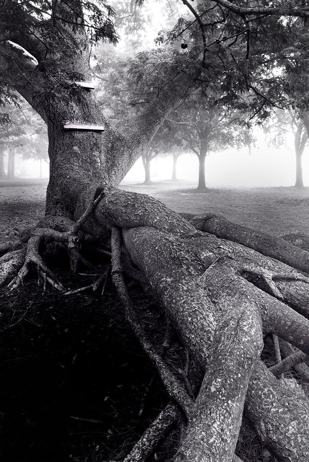 Tree and Steps Photograph by John Rush - Pixels