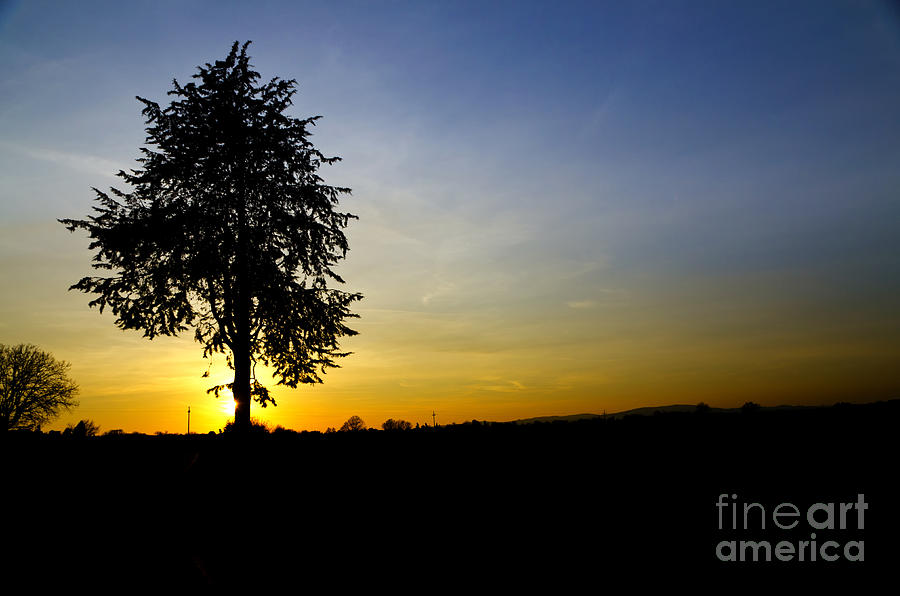Tree and sunset Photograph by Mats Silvan
