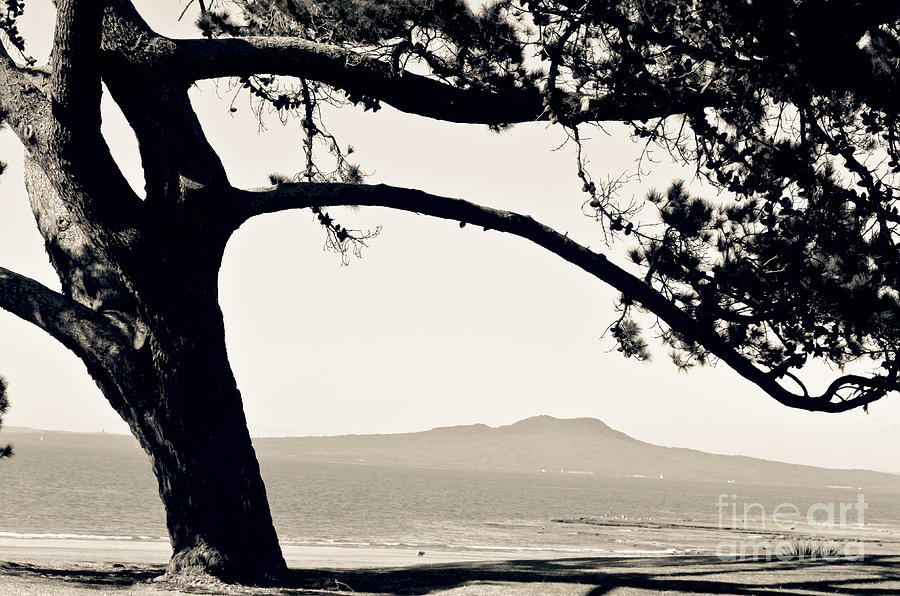Tree and Volcano in Black and white Photograph by Yurix Sardinelly