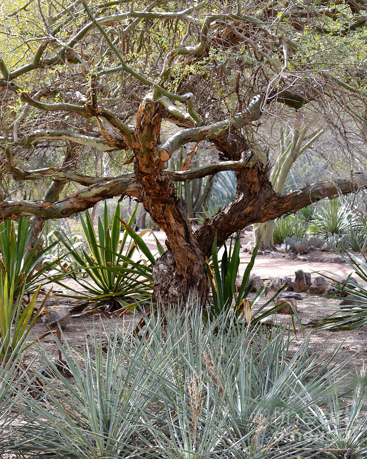 Tree and Yucca Photograph by Rebecca Margraf