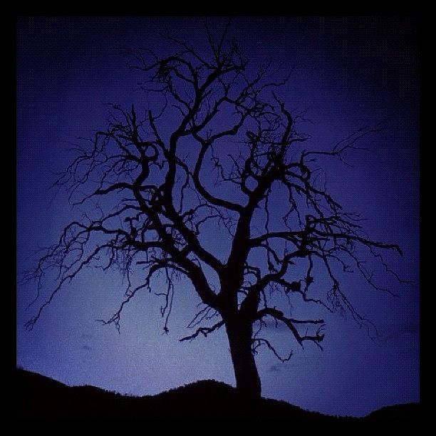 Tree Photograph - Tree At Dawn by Susannah Mchugh