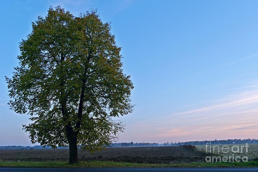 Tree At Dusk Photograph by Dariusz Gudowicz