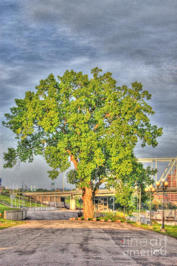 Tree at Newport on the Levee Photograph by Jeremy Lankford