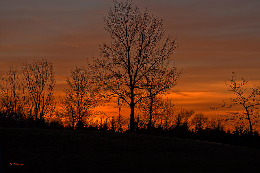 Tree At Sunset Photograph by Ed Peterson