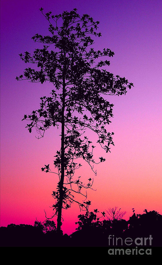 Tree at Twilight Photograph by Judi Bagwell